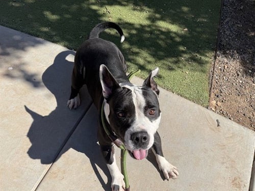 SULLY - American Pit Bull Terrier available for adoption