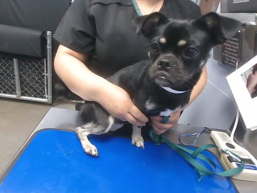 BROOKIE - Pug available for adoption