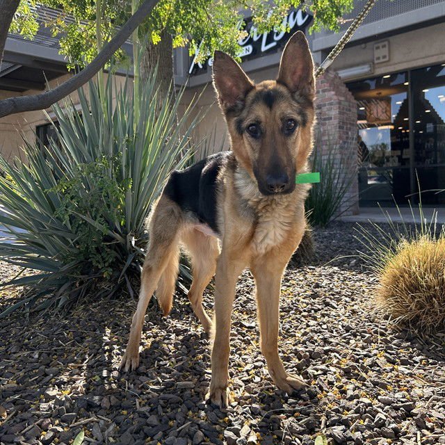 PEACHES - German Shepherd Dog available for adoption