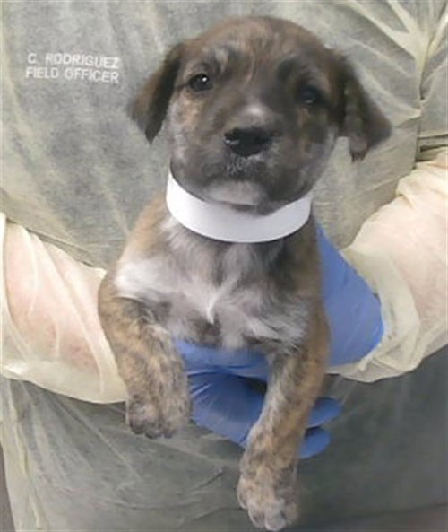 ROME - Boxer available for adoption