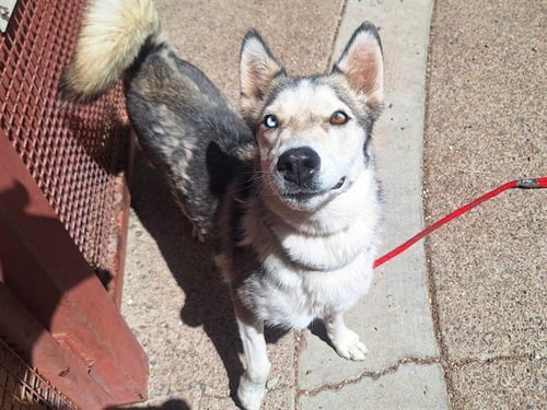 LUNA - Siberian Husky available for adoption