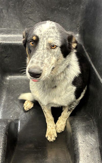 ROHAN - Australian Cattle Dog/Blue Heeler available for adoption