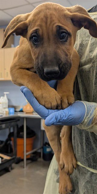 LIMA BEAN - American Pit Bull Terrier available for adoption