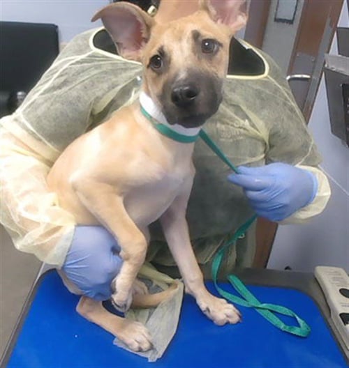 MUFFIN - German Shepherd Dog / American Pit Bull Terrier available for adoption