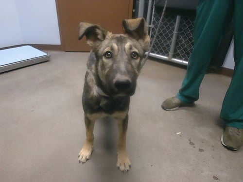VOLKSWAGEN - German Shepherd Dog available for adoption