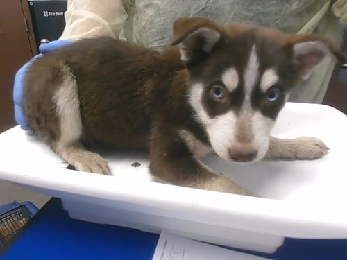 AUNT SPIKER - Siberian Husky available for adoption