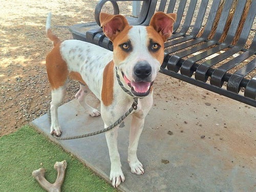 WILEY - American Pit Bull Terrier available for adoption