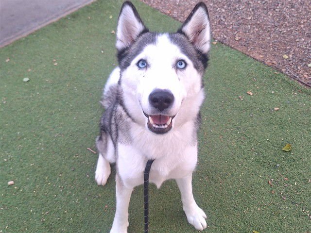 WILLOW - Husky available for adoption