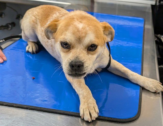 TOOTSIE - Pug available for adoption