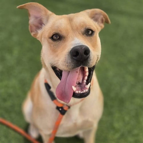 CEDAR - American Pit Bull Terrier available for adoption