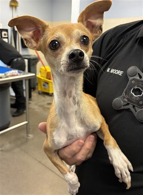 OPIE - Chihuahua available for adoption