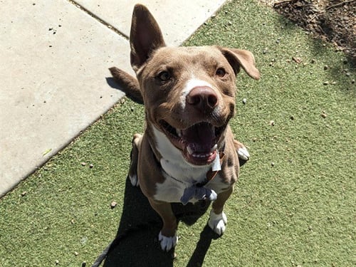 JEDI - Siberian Husky / American Pit Bull Terrier available for adoption