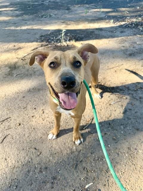 OLA - American Pit Bull Terrier available for adoption