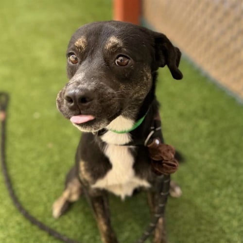 TUCKER - Dutch Shepherd available for adoption