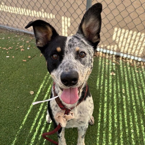 CHOCO CHIP - Queensland Heeler available for adoption