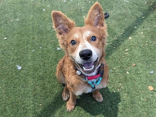 STRUDEL - Chesapeake Bay Retriever available for adoption
