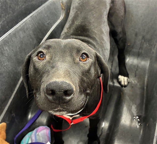 AXEL - American Pit Bull Terrier available for adoption