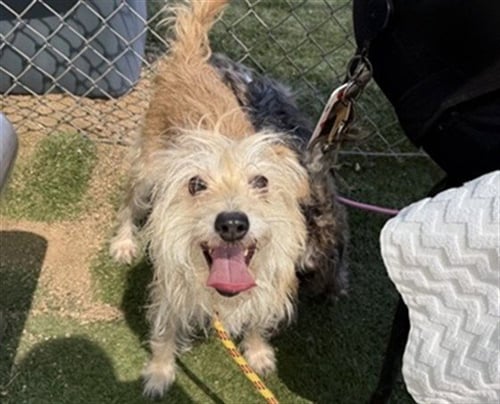 ESTELLE - Cairn Terrier available for adoption