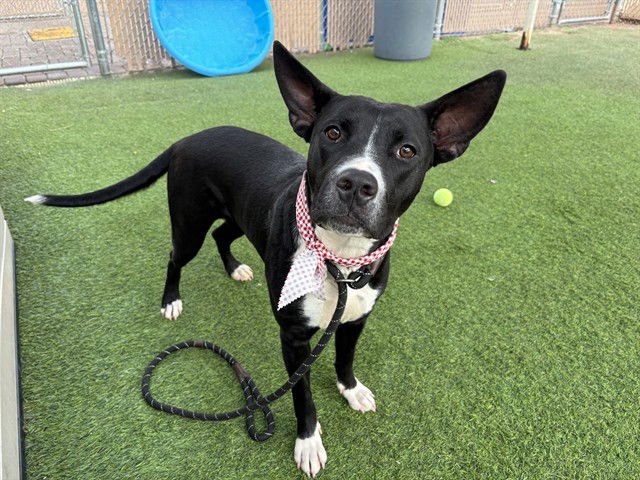 PEPPER - Labrador Retriever available for adoption