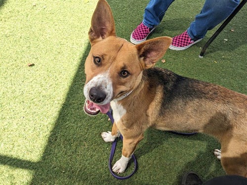 NIBBLES - Australian Kelpie available for adoption