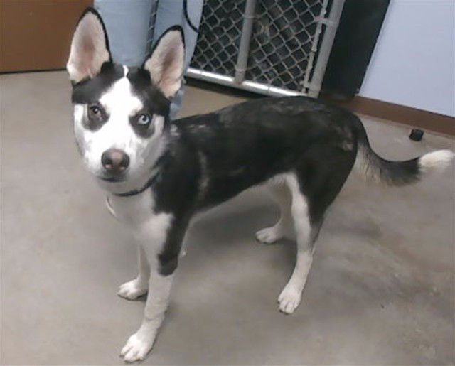 PUNKY - Siberian Husky available for adoption