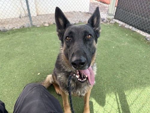 CAMRY - German Shepherd Dog available for adoption