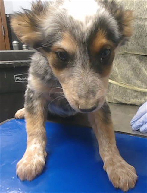 PRINCESS TIANA - Australian Cattle Dog/Blue Heeler available for adoption