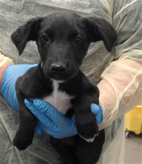 JACK - Australian Cattle Dog/Blue Heeler available for adoption