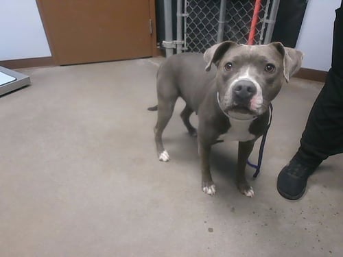 SONRISA - American Pit Bull Terrier available for adoption