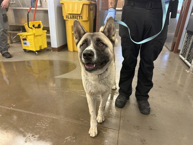BRICK - Akita available for adoption