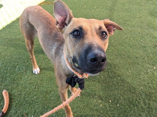 PENNY - Black Mouth Cur available for adoption