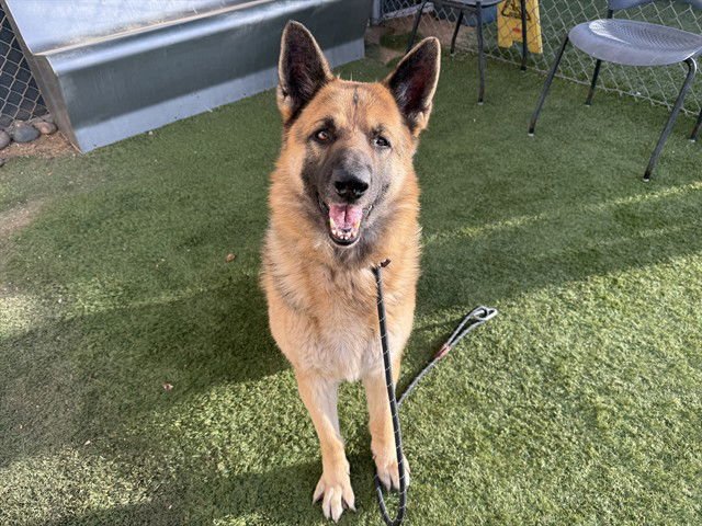 ARTHUR - German Shepherd Dog available for adoption