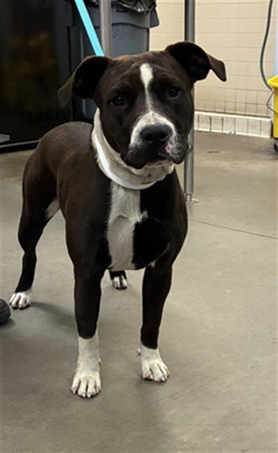 WANDA - American Pit Bull Terrier available for adoption