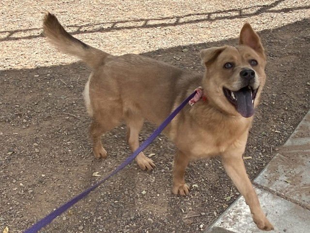 PEARL - Chow Chow available for adoption