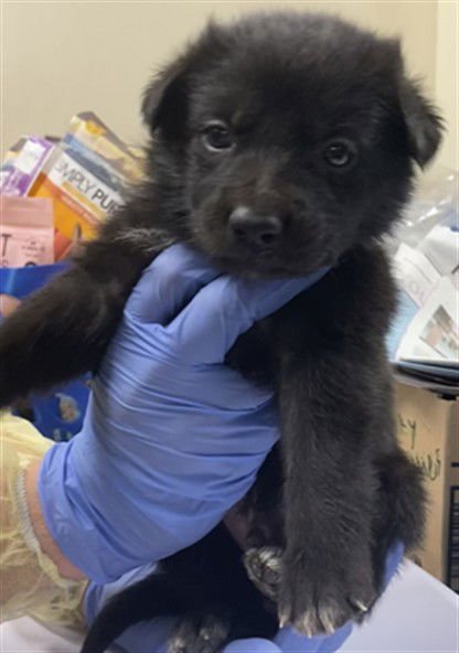 BEAR - German Shepherd Dog available for adoption