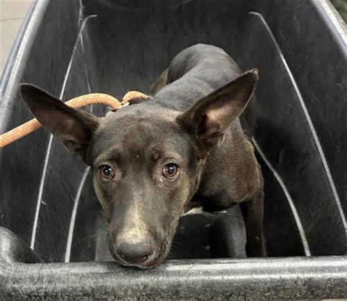 SABRINA - Australian Kelpie available for adoption