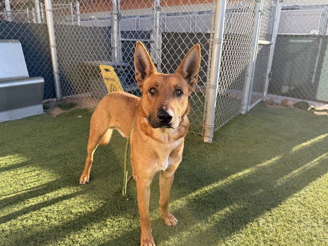 COSMO - German Shepherd Dog available for adoption