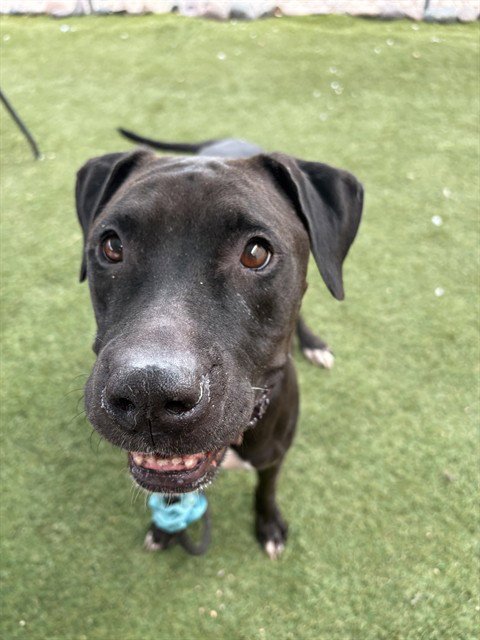 MARGO - American Pit Bull Terrier available for adoption