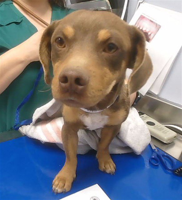 BROWNIE - Dachshund / Chihuahua available for adoption