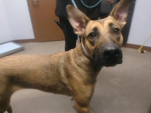 DIXIE - Belgian Shepherd Malinois available for adoption