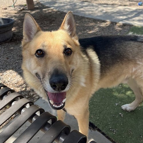 KNOX - German Shepherd Dog / Siberian Husky available for adoption