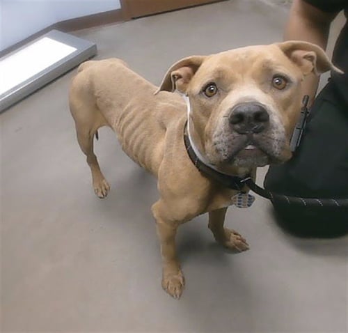 LATTE - American Pit Bull Terrier available for adoption