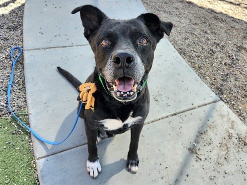 MUSTANG - Labrador Retriever available for adoption