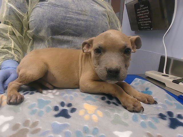 CRACKLE - American Pit Bull Terrier available for adoption