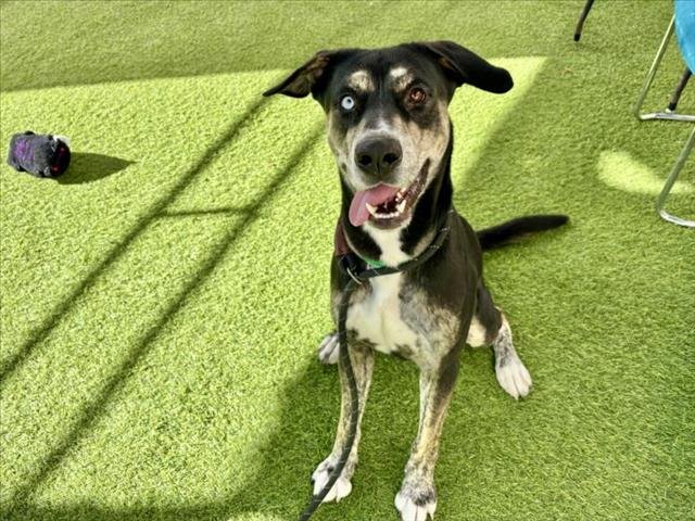 BISCUIT - Labrador Retriever available for adoption