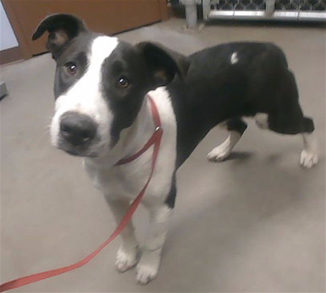 SCOTCH - American Pit Bull Terrier / Labrador Retriever available for adoption