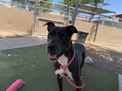 MULLBERRY - American Pit Bull Terrier available for adoption