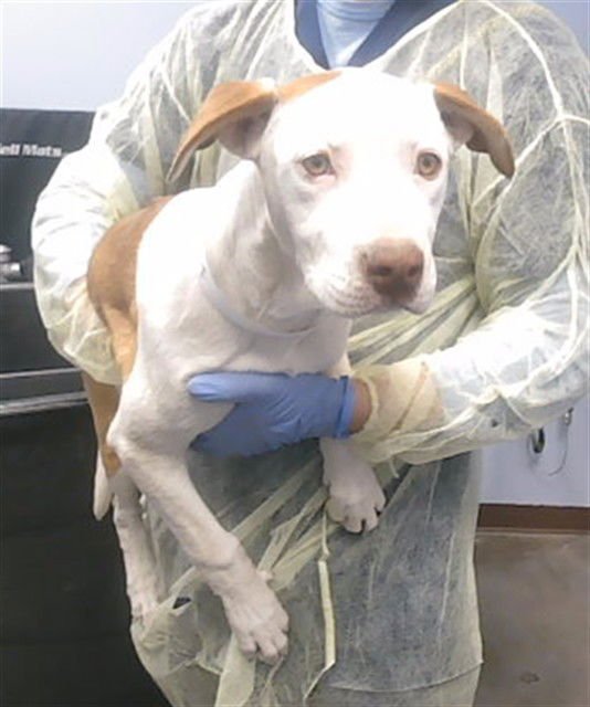 PAYSON - American Pit Bull Terrier available for adoption