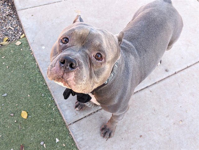 GUMBALL - American Pit Bull Terrier available for adoption