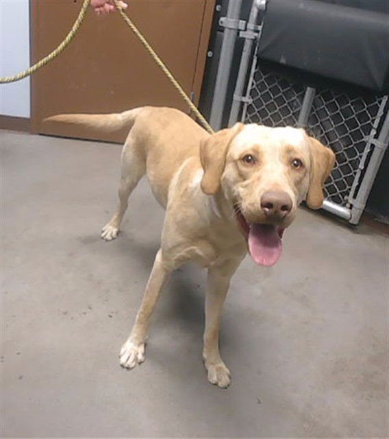 PRETZEL - Labrador Retriever available for adoption